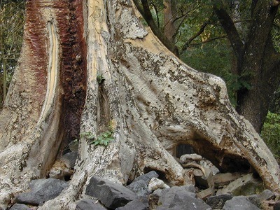 DSCN0477.jpg